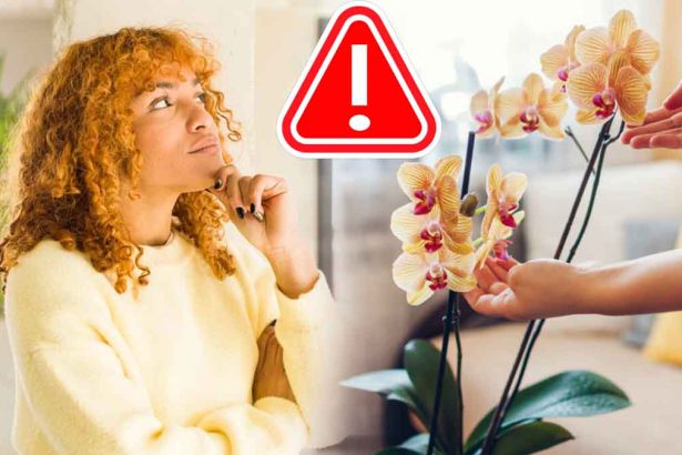 5 endroits où il ne faut jamais mettre son orchidée, à éviter à tout prix