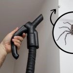 Découvrez pourquoi vous ne devez surtout PAS aspirer les araignées avec l'aspirateur