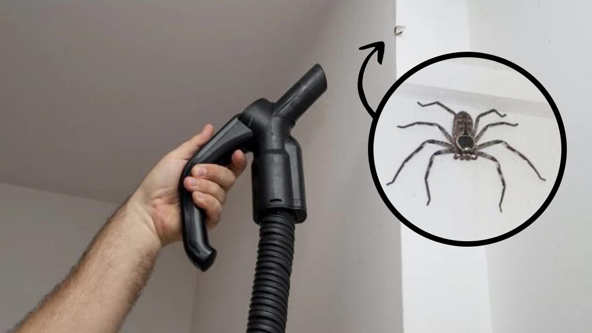 Découvrez pourquoi vous ne devez surtout PAS aspirer les araignées avec l'aspirateur