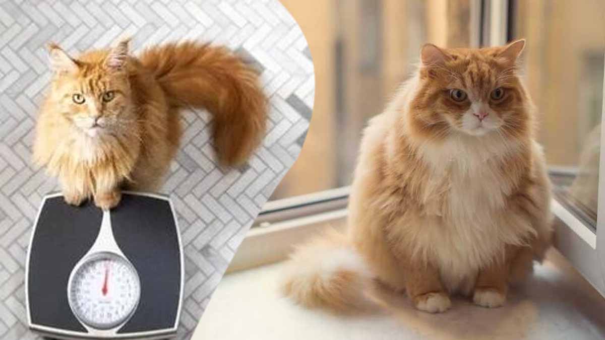 3 astuces pour aider votre chat à perdre du poids en douceur