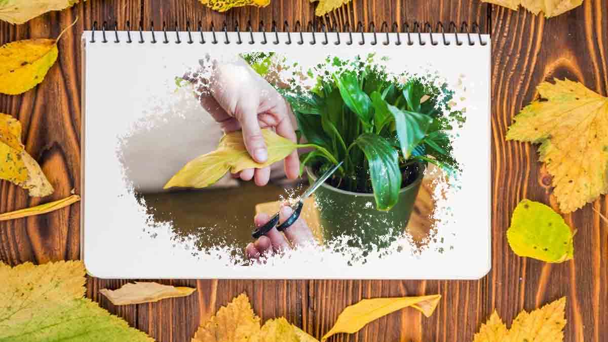 Comment redonner vie à vos plantes jaunissantes ?