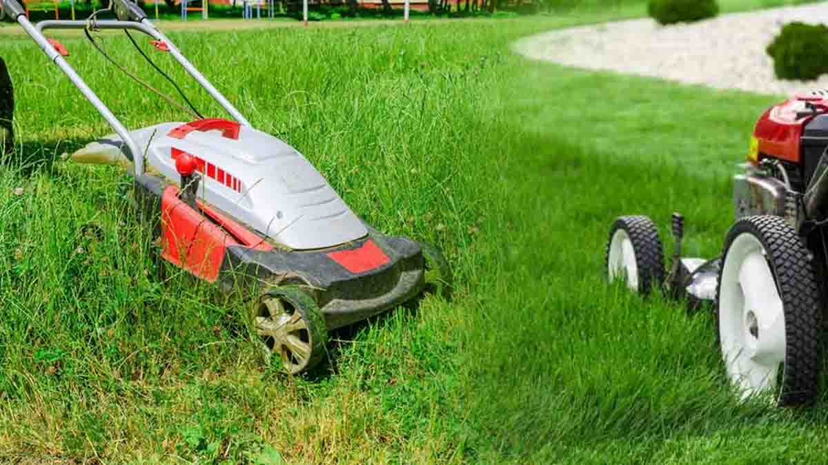 Jardinage : découvrez comment vous pouvez réutiliser efficacement vos tontes de pelouse